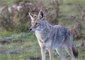 A photo of a coyote to go with an article offering tips on how to keep pets safe from coyotes.
