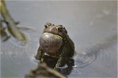 A photo of a frog to promote the forest preserve's amphibian monitor program.