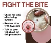 A photo of ticks to highlight tick awareness this spring.