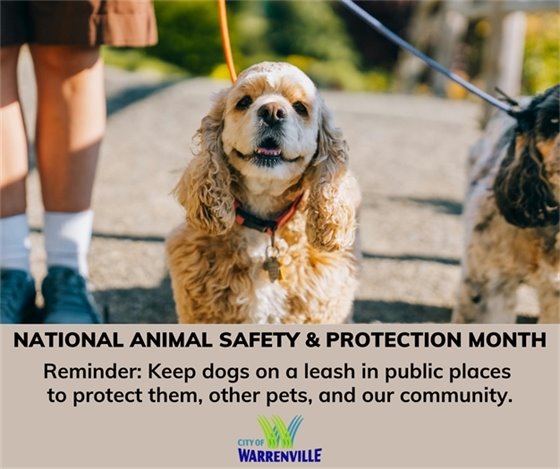 Photo of a small dog on a leash standing on a sidewalk, with another dog partially visible on the right and a person’s legs in the background. Text below reads: “National Animal Safety and Protection Month. Reminder: Keep dogs on a leash in public places to protect them, other pets, and our community.” City of Warrenville logo in bottom left corner.