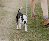 A photo of a person walking their dog on a leash, to remind residents that dogs must be leashed when in public.