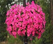 A photo of a colorful plant to publicize Warrenville in Bloom's annual plant and vegetable sale.