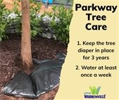 A photo of a tree planted in the parkway with information about how to care for it.